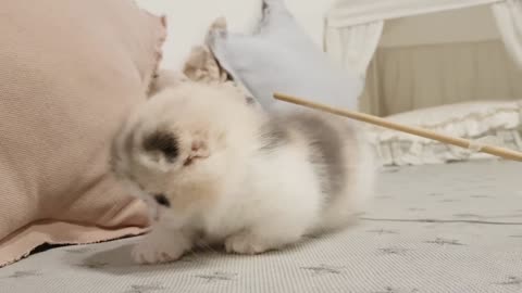 cute kitten doing tricks