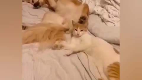 Funny cute cats video