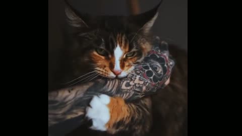 angry cat killer || hand bite || attitude ||