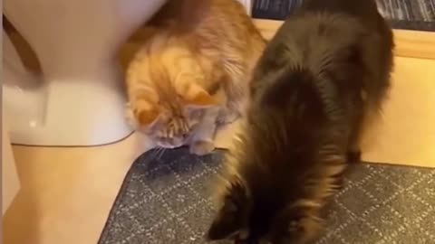 Cats funny video like share comment karo