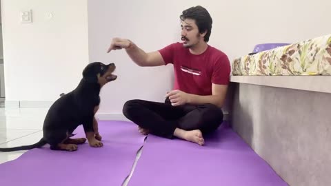 How To Train Your Dog