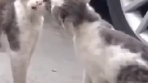 funny cute cats video short