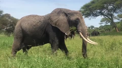 the elephant animal