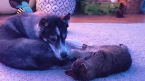 Cat Plays with Dog's Tail Until She's Had ENOUGH!