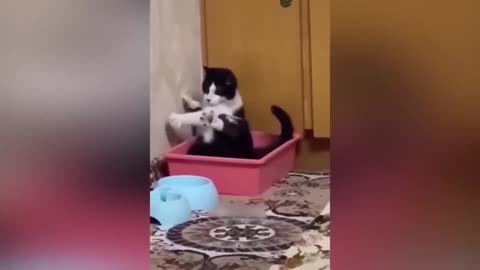 Funny animals - Funny cats / dogs - Funny animal 2