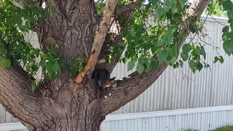 Stella the cat in a tree