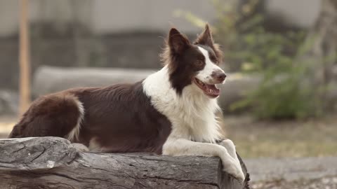 Serene Moments: Dog Enjoying Nature's Perch on a Log