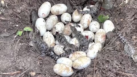 Conservationists find 106 rare crocodile eggs in Cambodia