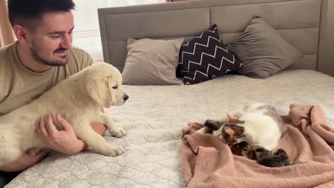 Golden Retriever Puppy Meets Mom Cat with Newborn Kittens for the First Time