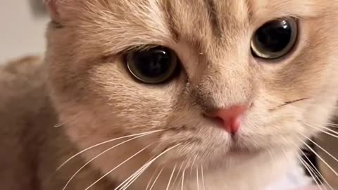 cute cat