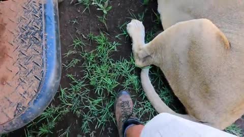 Incredible friendship between a man and wild lion