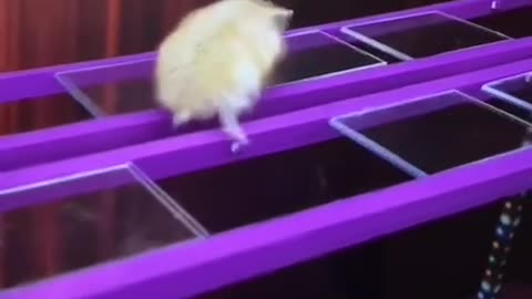 Help somebody made a Hamster squad game #Rumble