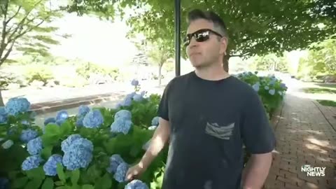 Flower power- why it's a banner year for hydrangeas NBC News