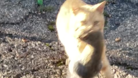 Stealthy Cat Catches Squirrel by the Bins! 🐿️🐱