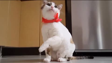 Cute cat 😺 very funny to enjoy