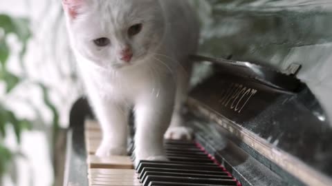 Cats playing with piano