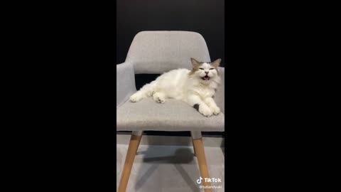 Best videos of funny and cute cats and dogs must watch🤣🤣🤣🤦‍♂️🐈