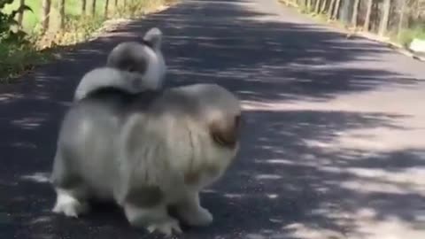 Funny Cat and Dog Playing - Can't Stop Laughing!