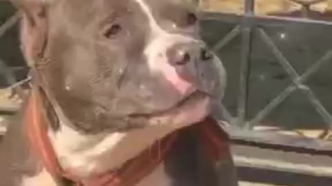 pitbull styyle