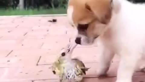 fight puppy vs annoying bird