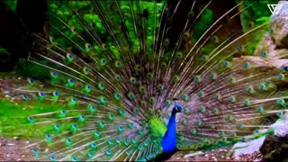 THE WORLD OF BIRDS in 8K ULTRA HD Wild Birds Special Collection 8K VIDEO ULTRA HD HDR 60FPS