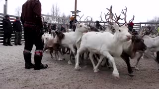Norway power line pits reindeer herders against climate goals