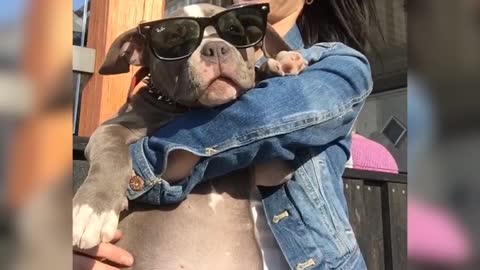 Adorable bully puppy with glasses
