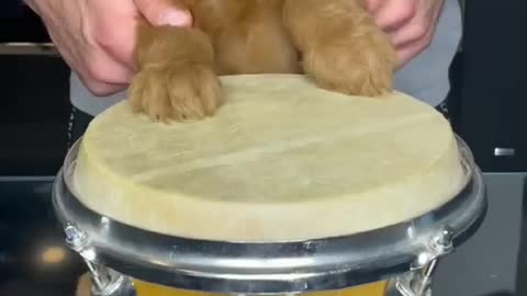 PUPPY PLAY DRUMS