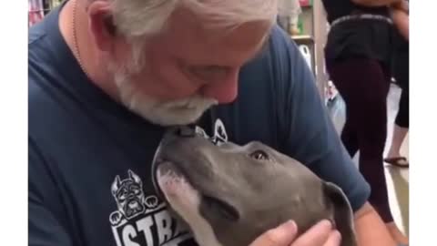 Cute pitbull rescue by owner #shorts #cutedog #cutepitbull