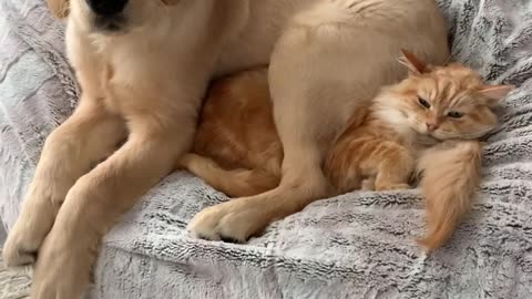 Dog Has No Respect for Cat's Personal Space