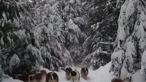 Huge San Bernardo Dog Pack in Snow
