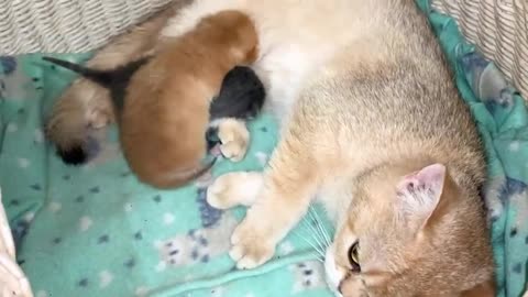 Adopted kitten meows loudly for mother cat to feed him