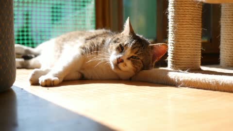 Cat sleeping in floor