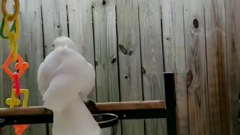Excited cockatoo just can't stop dancing!