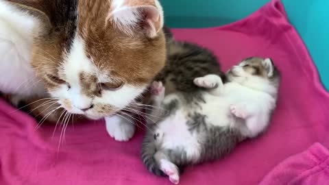 Cat mom care to keep kittens clean, but they want to fight for milk