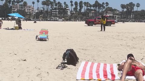 Bee Colony Relocates to Beachgoer's Chair