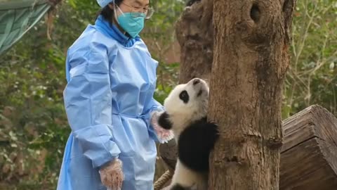 When Clingy Panda Only Wants Its Nanny To Play Instead Of Working |