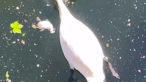 I wanna chill with my mum like this 3 day old baby swan