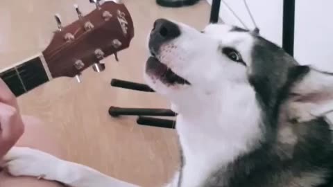 A wonderful dog song funny Dog