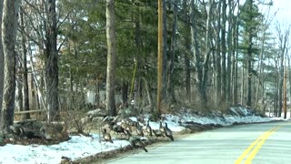 Wild Turkeys