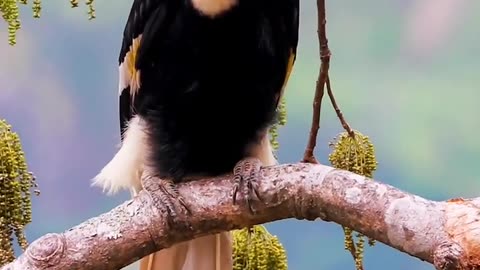 birds lovers, nature and tasbih #bird #nature