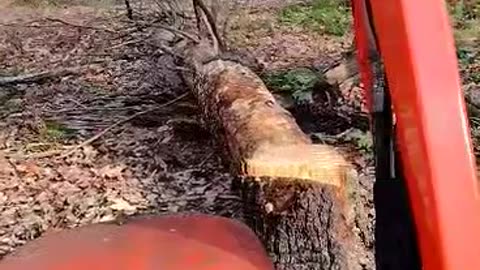 Cutting Tree Down With The Help of a TractorPart 2