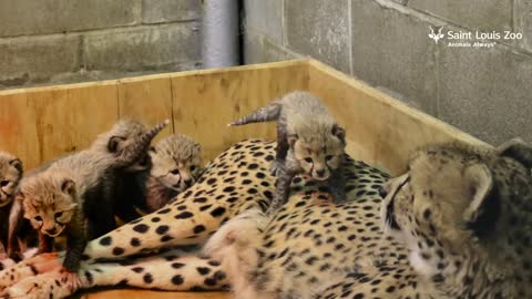 St. Louis Zoo Welcomes Their Biggest Litter Of Cheetah Cubs