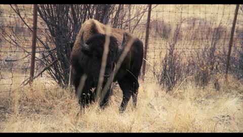 Bison Range in 4K - Beautiful Montana Wildlife Park