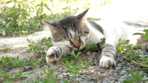 Hell cat sleeping funny cute cat