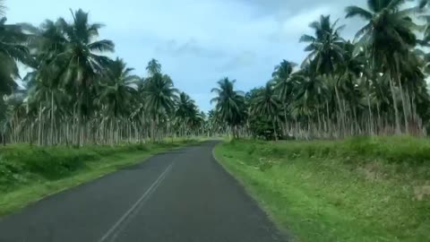 Coconut Trees Everywhere 🌴 🥥