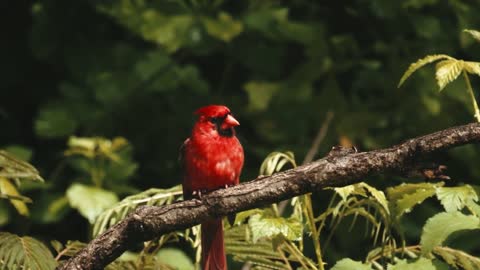 Tiny Relaxation & Nature Videos - Rainforest Birds -Beautiful Scenic Spot