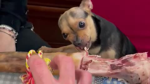 Small Dog Doesn't Want to Share Big Christmas Bone