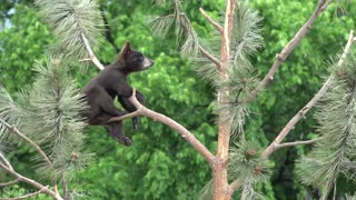 Amazing World Of Young Animals in 4K: A Relaxing Scenic Film about Baby Animals