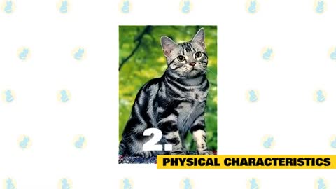 American Shorthair Cats 101 : Fun Facts & Myths!